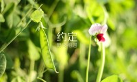 NBA总决赛系列赛长度与结果预测，nba总决赛赛制介绍