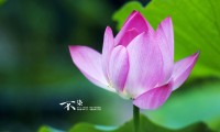 世界举重裁判评分透明化平台争议处理流程指南发布，举重世界锦标赛
